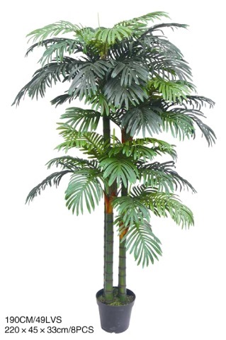 ต้นปาล์ม 2 เมตร | laddagarden - ลาดหลุมแก้ว ปทุมธานี