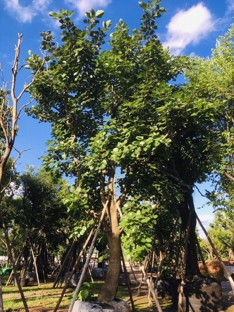 ต้นทองกวาว | สวนพี&เอ็มเจริญทรัพย์พันธ์ุไม้ - แก่งคอย สระบุรี