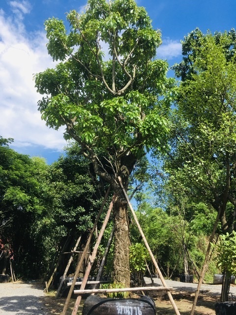 ต้นจิกน้ำ | สวนพี&เอ็มเจริญทรัพย์พันธ์ุไม้ - แก่งคอย สระบุรี