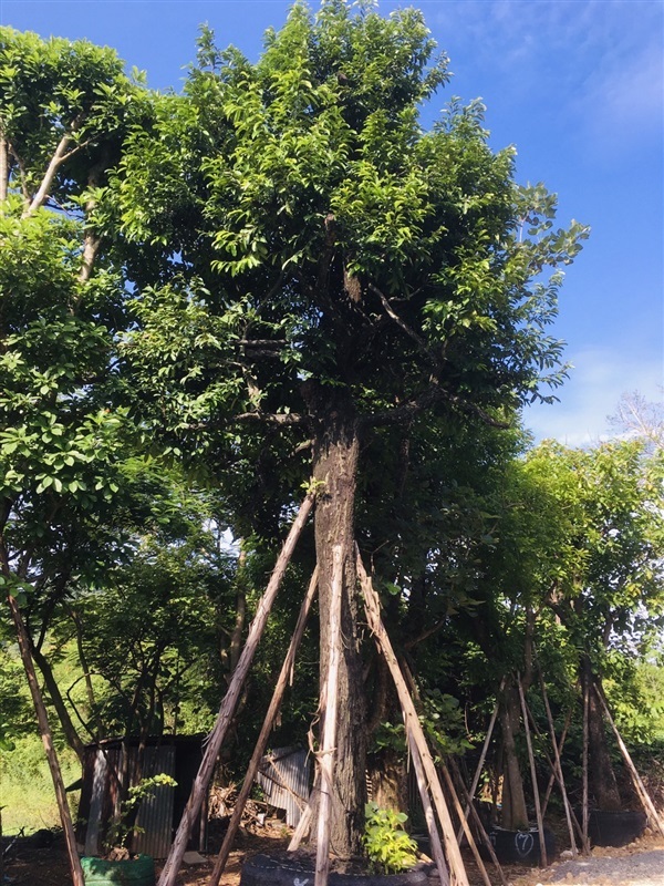ต้นนางกวัก | สวนพี&เอ็มเจริญทรัพย์พันธ์ุไม้ - แก่งคอย สระบุรี