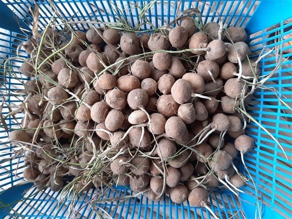 brachystelma spp. แห้วกระต่าย | สวนศรีชาวนา - เมืองปราจีนบุรี ปราจีนบุรี