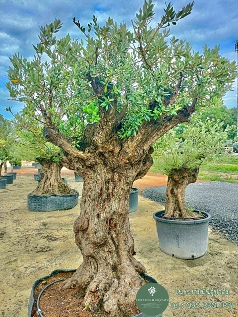 ต้นมะกอกโอลีฟ | เพชรงามพันธุ์ปาล์ม -  กาญจนบุรี