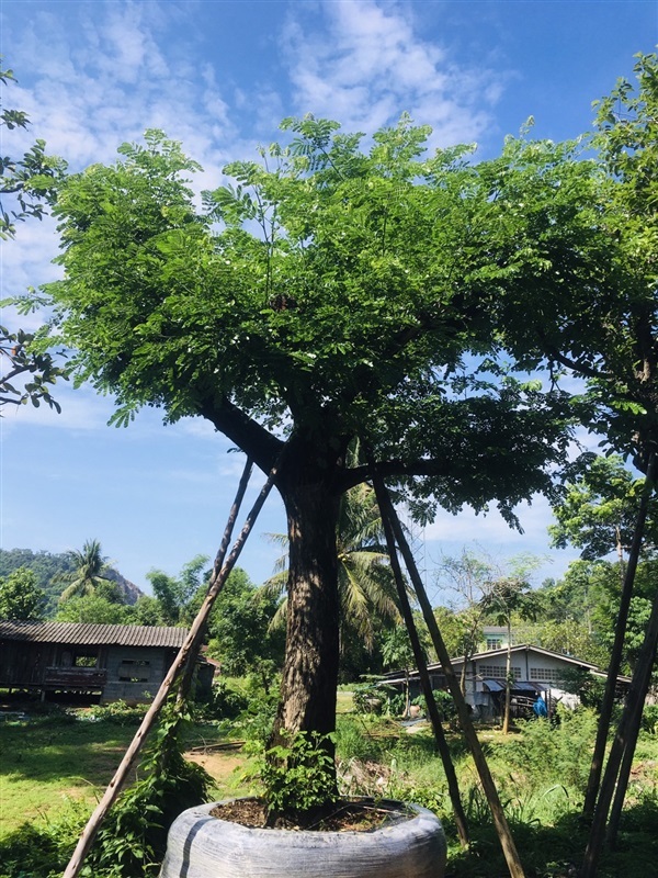 ต้นจามจุรี | สวนพี&เอ็มเจริญทรัพย์พันธ์ุไม้ - แก่งคอย สระบุรี