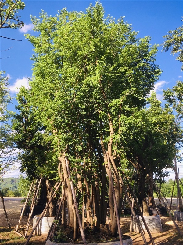 ต้นเสี้ยวป่า | สวนพี&เอ็มเจริญทรัพย์พันธ์ุไม้ - แก่งคอย สระบุรี