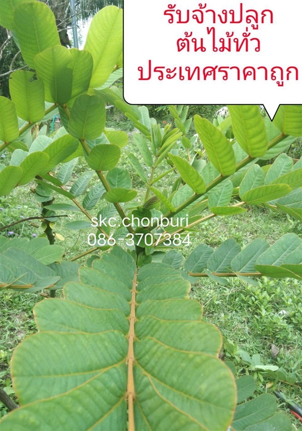 รับจ้างปลูกต้นไม้ราคาถูกทั่วประเทศ | SKC Chonburi - เมืองชลบุรี ชลบุรี