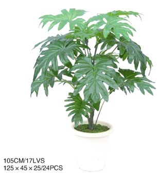 ต้นฟิลโล 105 cm | laddagarden - ลาดหลุมแก้ว ปทุมธานี