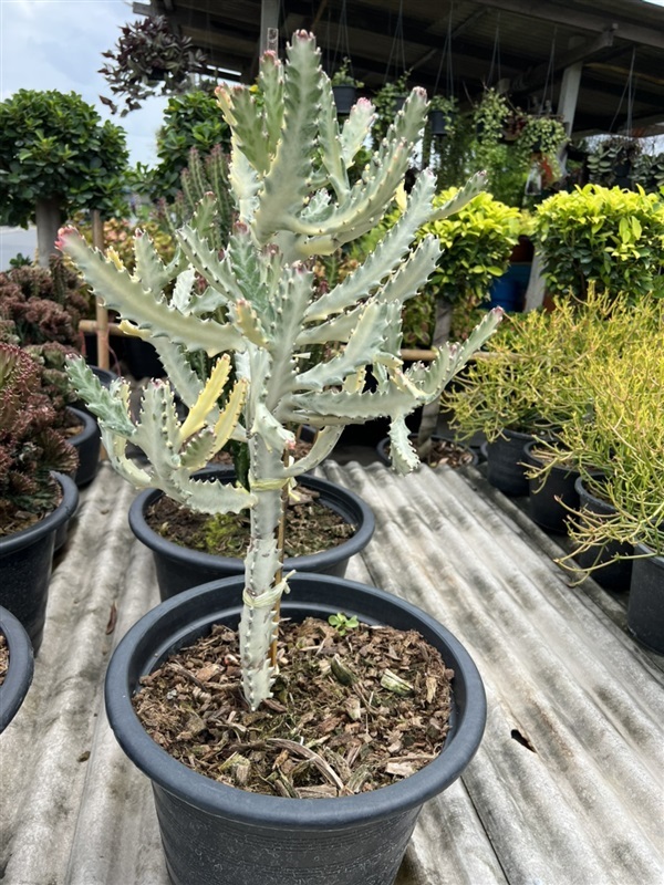 สลัดไดด่างขาว ยูโฟเบีย Euphorbia Lactea | Alungkarn - เมืองราชบุรี ราชบุรี
