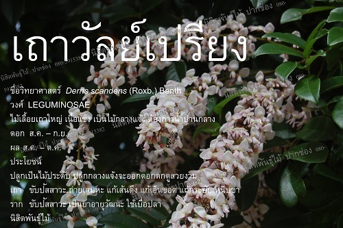 เถาวัลย์เปรียง | นิสิตพันธุ์ไม้ - ปากช่อง นครราชสีมา