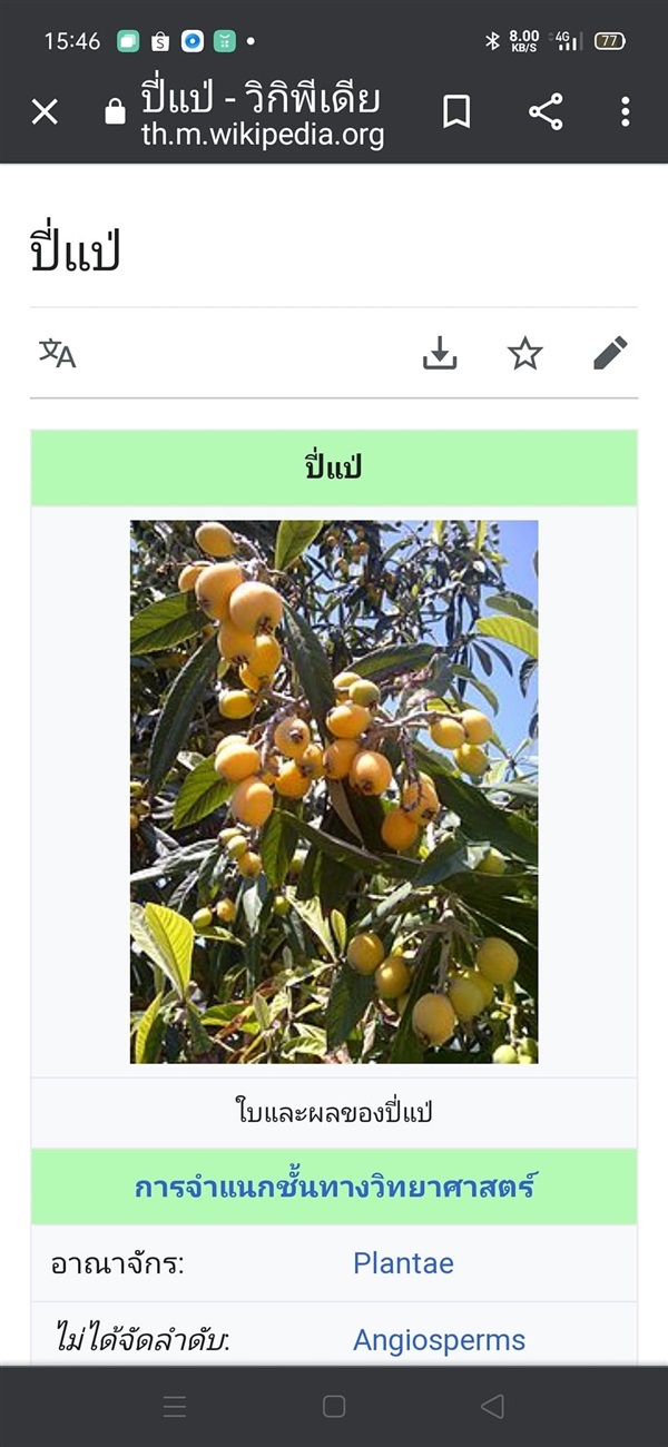 #ปีแป๋ (Pipa) #โลครอท (Loquat) เป็นไม้พุ่มขนาดเล็กไม่ผลัดไป 