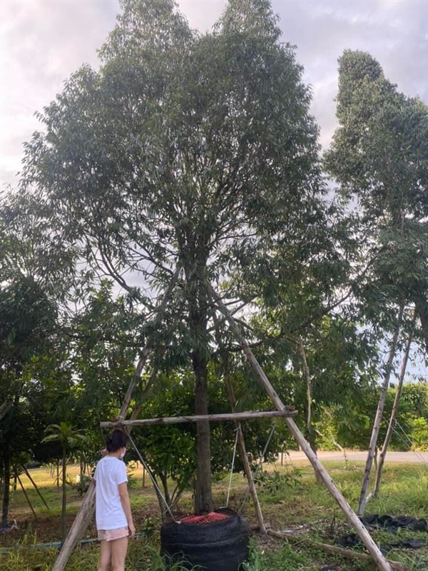 ต้นบุนนาค ขนาด 8 นิ้ว สูง 8 เมตร | khonkaimai -  ปราจีนบุรี