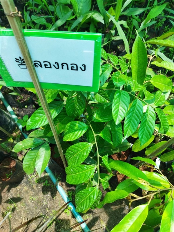  ต้นลองกอง ต้นหยงมัส  รสหวาน แห้ง หอม ให้ผลดก เสียบยอด 