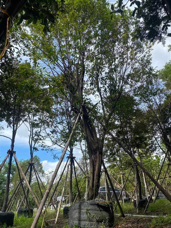 ต้นลำดวน(ดอกหอม) ขนาด 11 นิ้ว สูง 9 เมตร  | khonkaimai -  ปราจีนบุรี