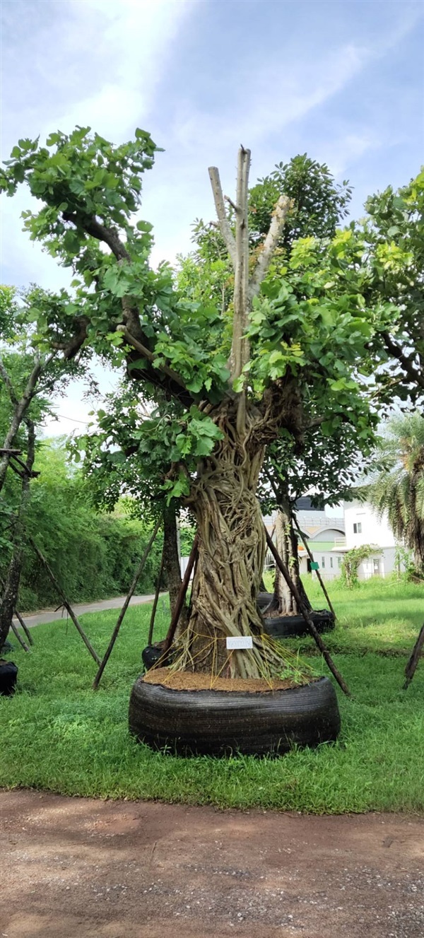 ต้นทองกวาว + ต้นโพธิ์ | Botanique Landscape (โบทานิค) อุดรธานี -  อุดรธานี