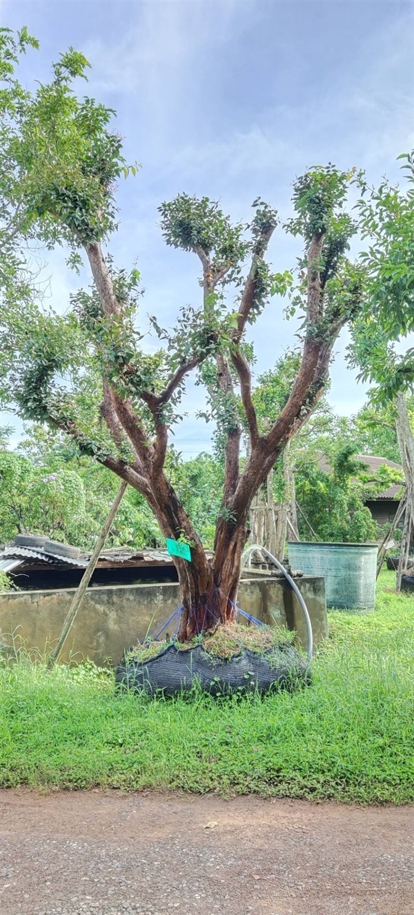 ต้นเสม็ด | Botanique Landscape (โบทานิค) อุดรธานี -  อุดรธานี