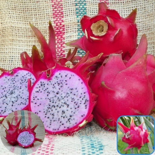 แก้วมังกรดีไลท์สีชมพู  Delight Dragon Fruit | สวนแก้วมังกร ไร่พ่อจอม - ด่านซ้าย เลย