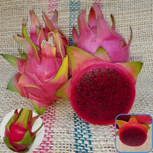 แก้วมังกรแดงตุรกี Sin Espinas Dragon Fruit ต้นแก้วมังกรสีแดง | สวนแก้วมังกร ไร่พ่อจอม - ด่านซ้าย เลย