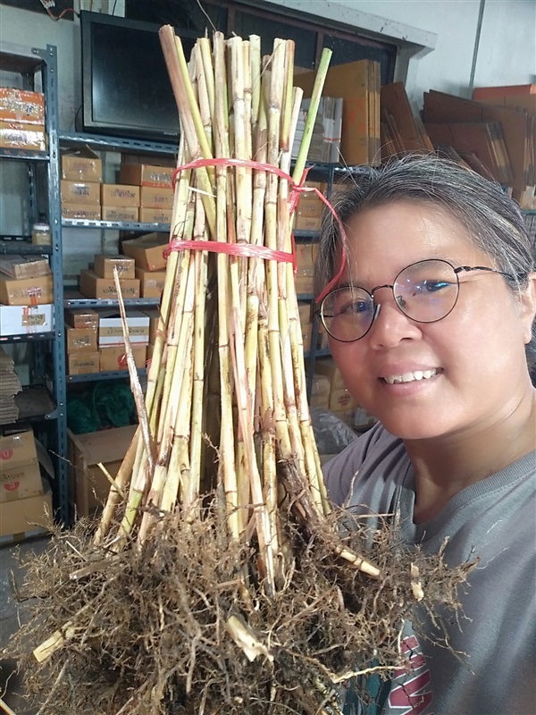 ต้นพันธุ์ดอกแขม | เมล็ดพันธุ์ดี เกษตรวิถีไทย - เมืองระยอง ระยอง