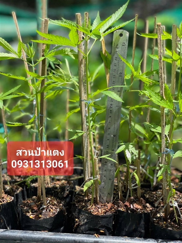 ต้นกัญชา สูง 30 ซม. สวนป้าแตงคลอง 15 | สวนป้าแตง คลอง 15 -  นครนายก