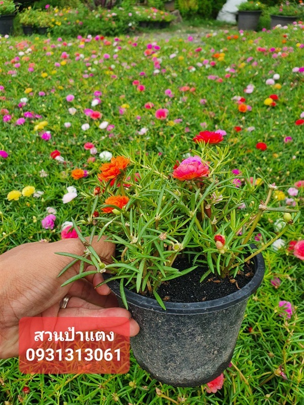 ต้นคุณนายตื่นสาย สวนป้าแตงคลอง 15 | สวนป้าแตง คลอง 15 -  นครนายก