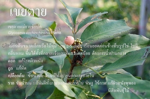 เขยตาย | นิสิตพันธุ์ไม้ - ปากช่อง นครราชสีมา