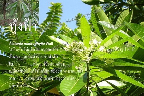 ทุ้งฟ้า | นิสิตพันธุ์ไม้ - ปากช่อง นครราชสีมา