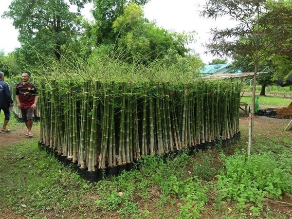 ไผ่คันร่ม