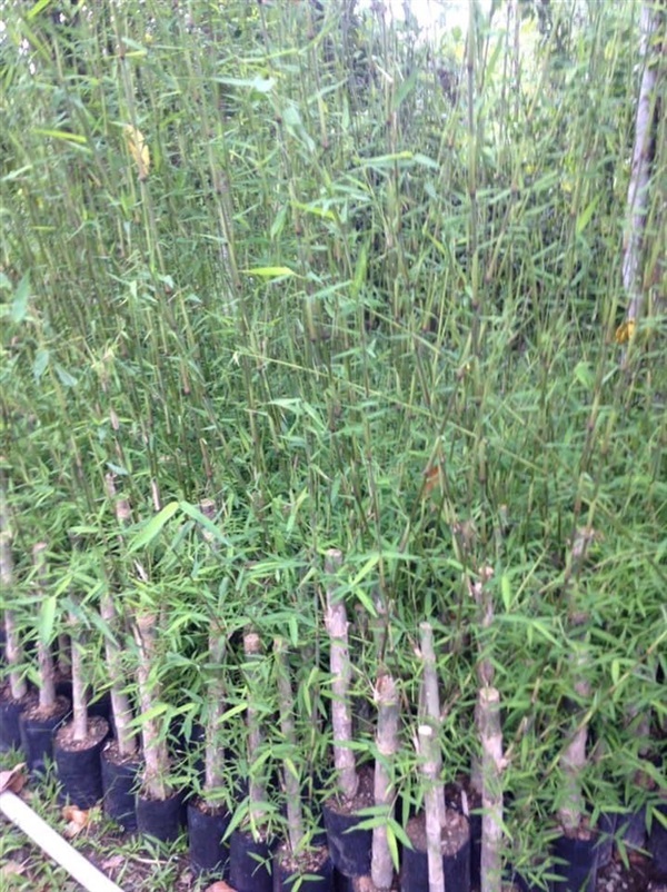 ไผ่ด้ามขวาน ไผ่ตัน ไผ่ด้ามพร้า