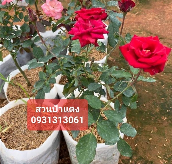 ต้นกุหลาบ สวนป้าแตงคลอง 15 | สวนป้าแตง คลอง 15 -  นครนายก