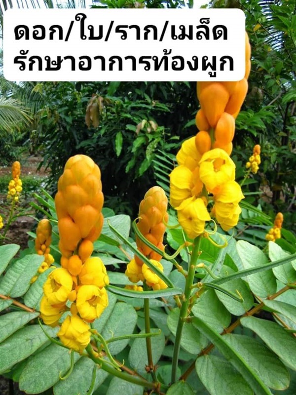 เมล็ดพันธุ์ชุมเห็ดเทศ