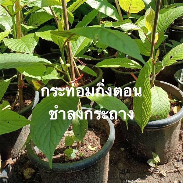 กระท่อมกิ่งตอน ส่งเก็บเงินปลายทาง | เนตรนภาพันธุ์ไม้ - เมืองตรัง ตรัง