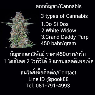 กัญชา cannabis weed marijuana | ต้นไม้ใหญ่ -  นนทบุรี