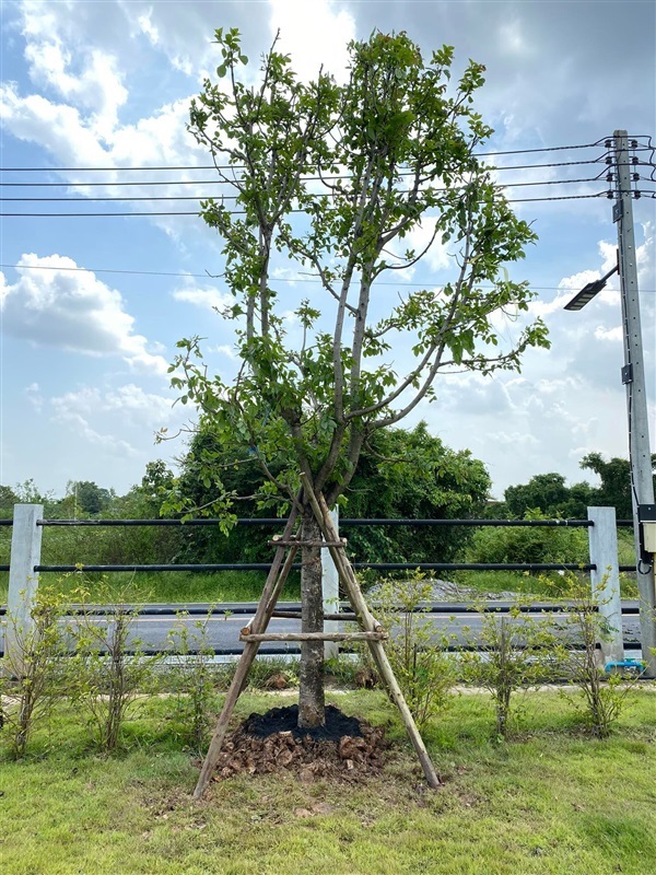 รีวิวจัดสวน | ณัฐพลพันธุ์ไม้ -  ปราจีนบุรี