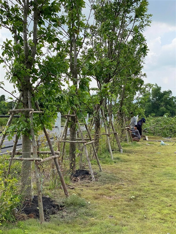 รีวิวจัดสวน | ณัฐพลพันธุ์ไม้ -  ปราจีนบุรี