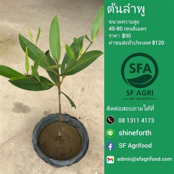 ต้นลำพู | SF Agrifood - คลองหลวง ปทุมธานี