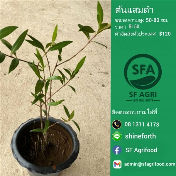 ต้นแสมดำ | SF Agrifood - คลองหลวง ปทุมธานี