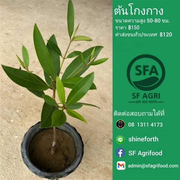 ต้นโกงกาง | SF Agrifood - คลองหลวง ปทุมธานี