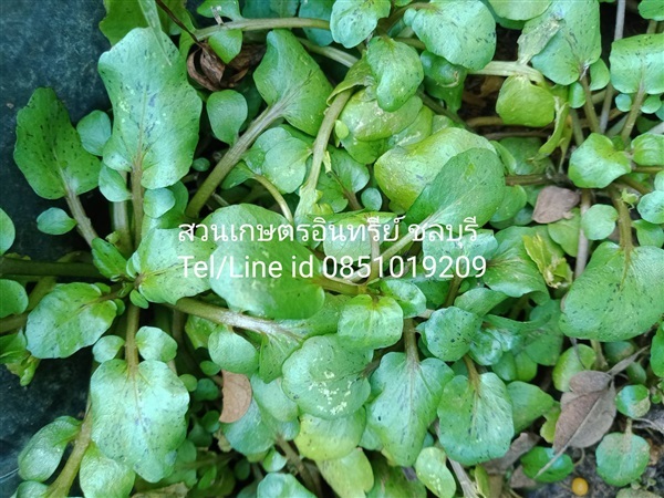 ผักสลัดน้ำแท้ | สวนเกษตรอินทรีย์ - พนัสนิคม ชลบุรี