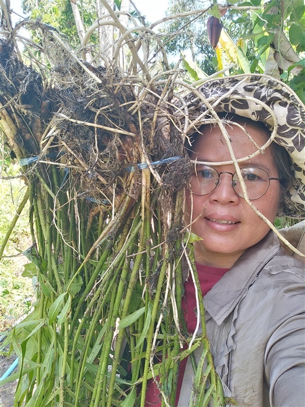 ขายต้นพันธุ์ผักหนาม | เมล็ดพันธุ์ดี เกษตรวิถีไทย - เมืองระยอง ระยอง
