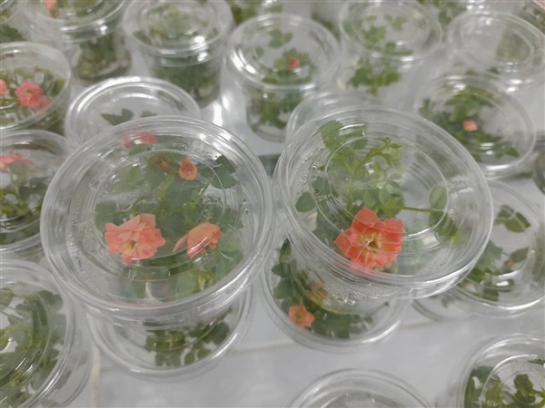 กุหลาบหนูออกดอกในขวด | DR lab พันธุ์พืช - หนองใหญ่ ชลบุรี