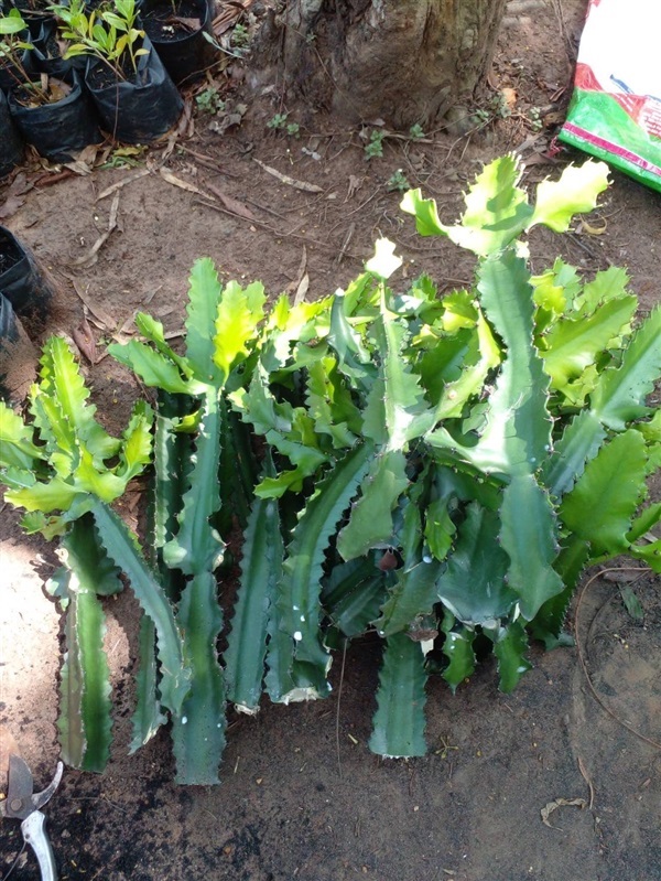 กิ่งกระบองเพชรตอสามเหลี่ยม Cactus  | Alungkarn - เมืองราชบุรี ราชบุรี