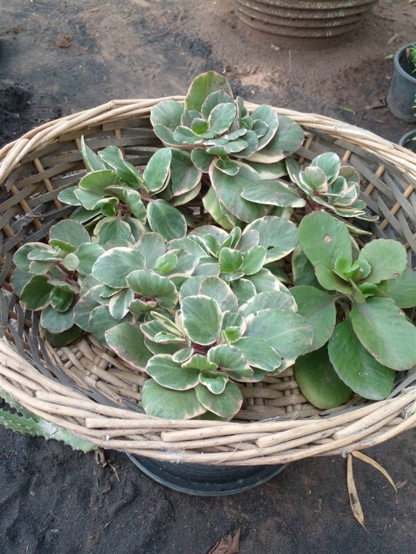 กุหลาบหิน Kalanchoe 