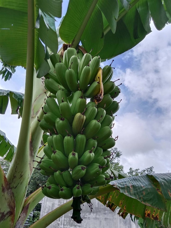 กล้วยฮัวอามูอา | สมพงศ์ฟาร์ม - เมืองตรัง ตรัง