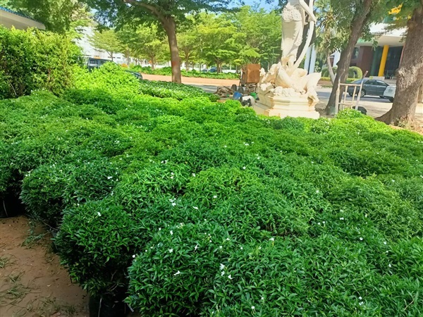 ต้นพุดศุภโชค 