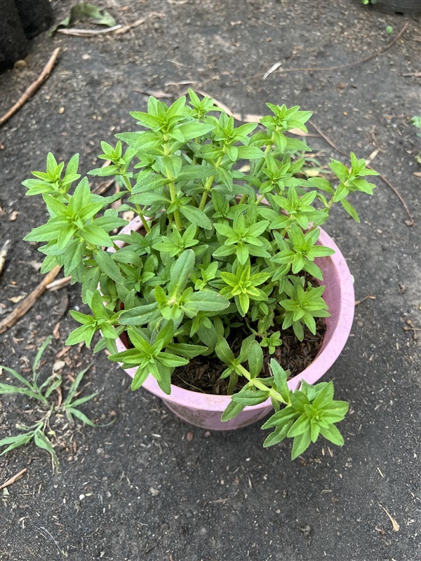 ผักแขยง Limnophila aromatica , rice paddy herb ผักกะแยง  | Alungkarn - เมืองราชบุรี ราชบุรี