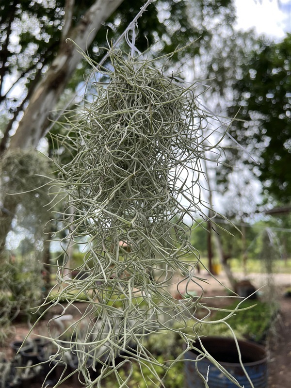 เคราฤาษี หนวดฤาษี Spanish moss | Alungkarn - เมืองราชบุรี ราชบุรี