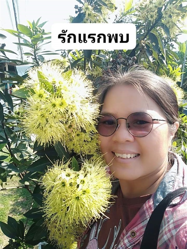 รักแรกพบเหลือง | เมล็ดพันธุ์ดี เกษตรวิถีไทย - เมืองระยอง ระยอง