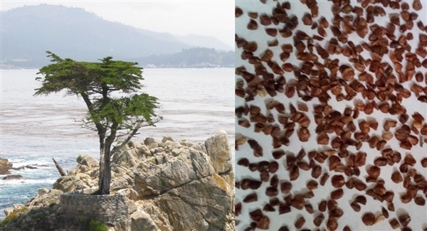 เมล็ดสนMonterey Cypress