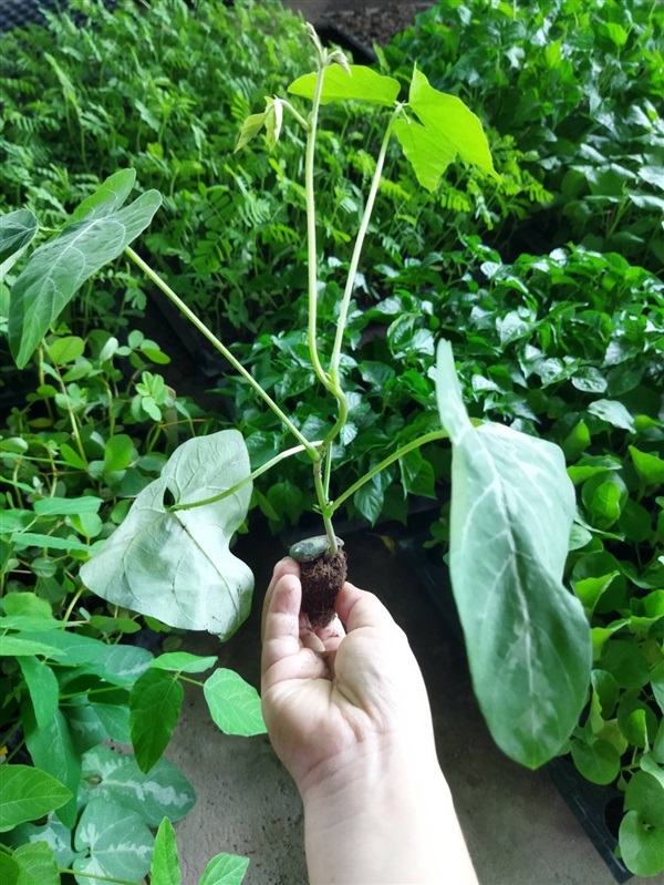 ต้นกล้าหมามุ่ยอินเดีย(Mucuna pruriens) ถั่วเวลเวท  | เจซีฟาร์ม - เวียงชัย เชียงราย