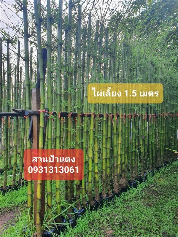 ไผ่ทำรั้ว สูง 1.5 เมตร ขายส่ง จัดส่งทัวประเทศ | สวนป้าแตง คลอง 15 -  นครนายก