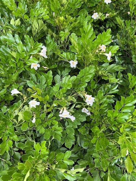 ปีบยูนาน Dwarf Tree Jasmine ไม้หอม 